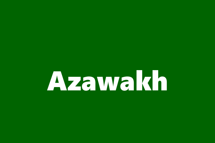 Adopt a Beautiful Azawakh Dog in Croydon