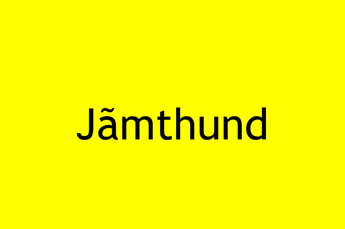 Find Your New Jmthund Dog in City of London