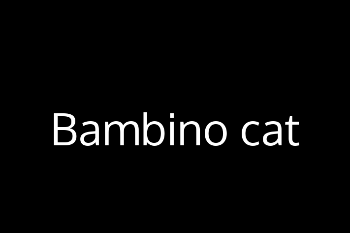 Bambino cat Cat for Adoption in Cleethorpes