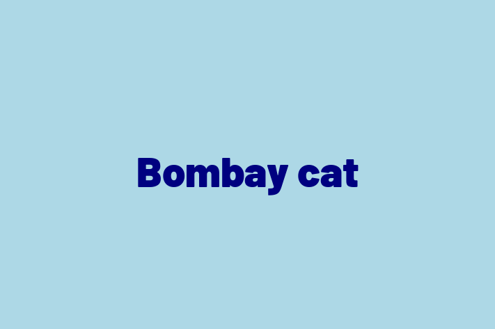 Adopt a Friendly Bombay cat Cat in Fenny Stratford