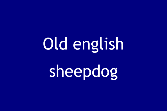 Old english sheepdog Dog for Sale in Bradford