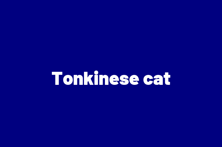 Tonkinese cat Cat PuppiesKittens for Sale in City of London