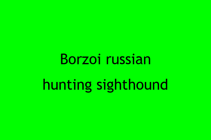 Borzoi russian hunting sighthound for Sale in Leighton Buzzard