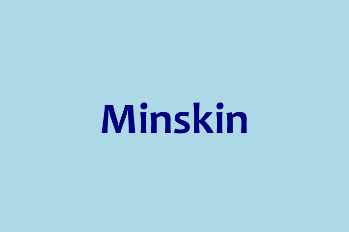 Minskin Cat for Adoption in Basingstoke