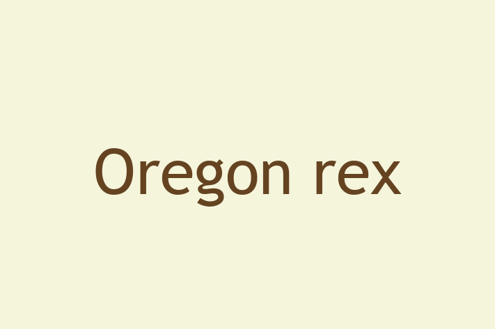 Charming Oregon rex Cat for Sale in Ruislip