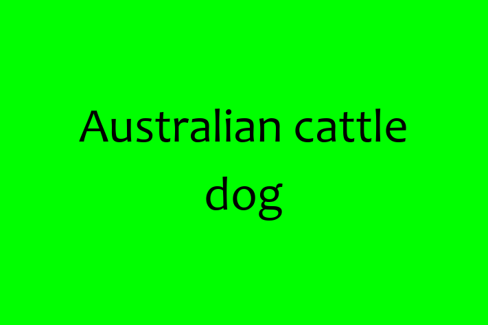 Australian cattle dog Dog Available Now in Little Stanney