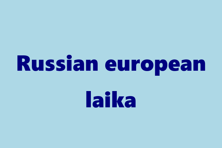 Russian european laika Dog PuppiesKittens for Sale in High Wycombe