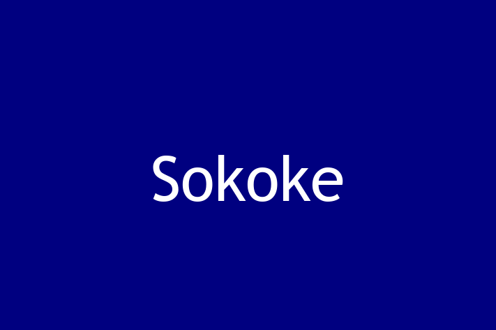 Sokoke Cat for Adoption in Edgware