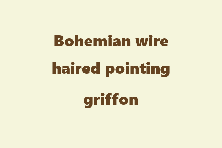 Find Your New Bohemian wire haired pointing griffon Dog in Rugby