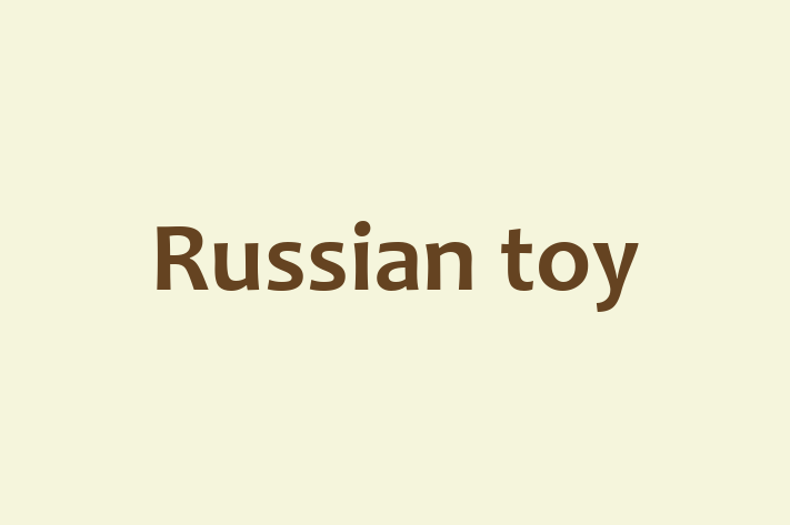 Russian toy Dog Available Now in Grimsby