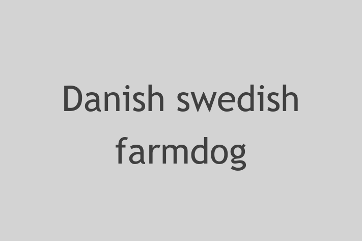 Meet Your New Danish swedish farmdog Dog in Bolton