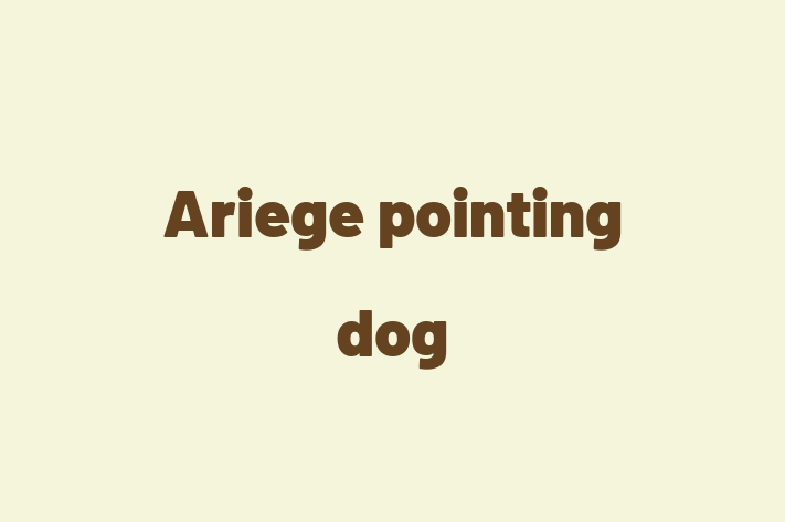 Adopt a Ariege pointing dog Dog in Mansfield