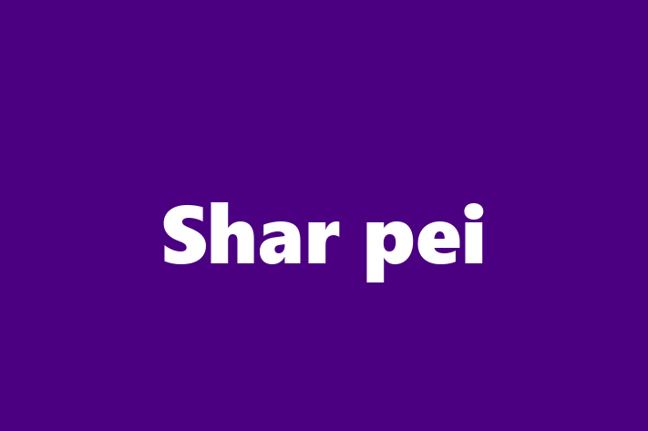 Find Your New Shar pei Dog in Consett