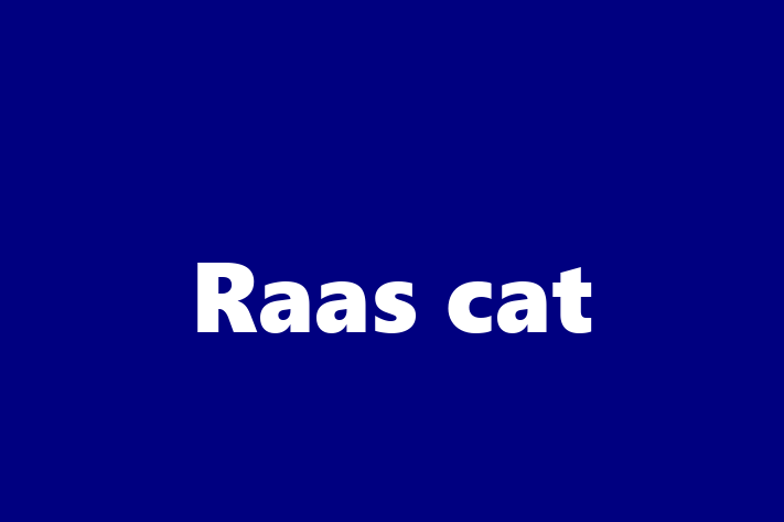 Raas cat Cat in Stevenage