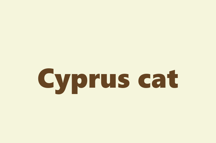 Adopt a Cat Cyprus cat Available in Walton upon Thames