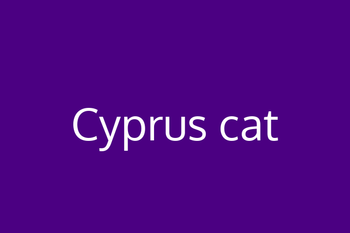 Cyprus cat Cat Ready for a Home in Wigston Magna