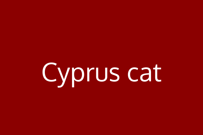 Cyprus cat Cat in Croydon Ready for a New Home