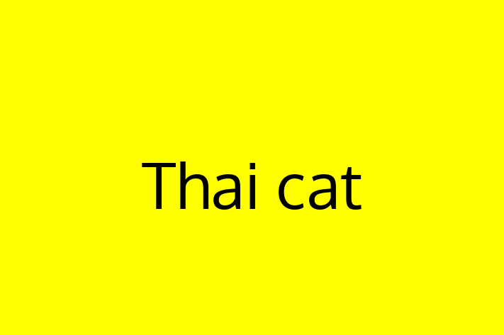 Adopt a Beautiful Thai cat Cat in London