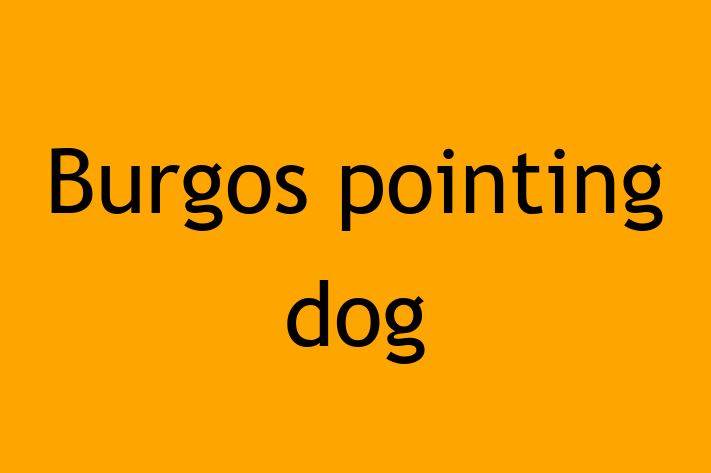 Burgos pointing dog Dog for Sale in Strood