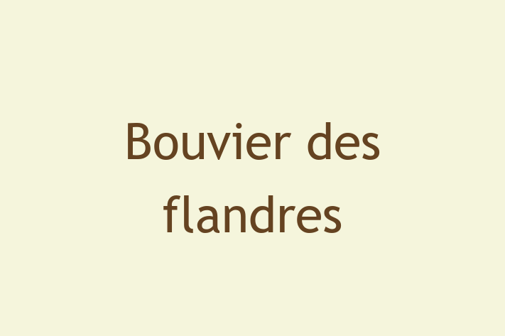 Adopt a Dog Bouvier des flandres Available in Saint Albans