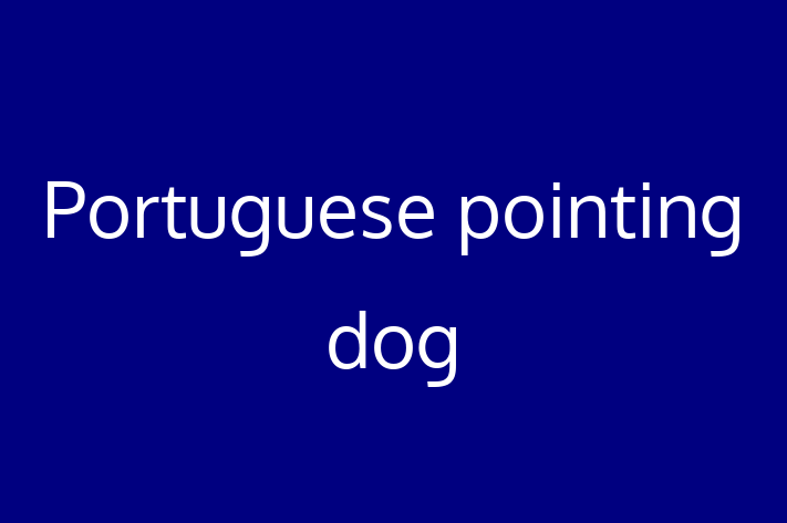 Adopt a Dog Portuguese pointing dog Available in Hythe