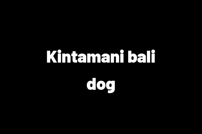 Kintamani bali dog for Sale in East Kilbride