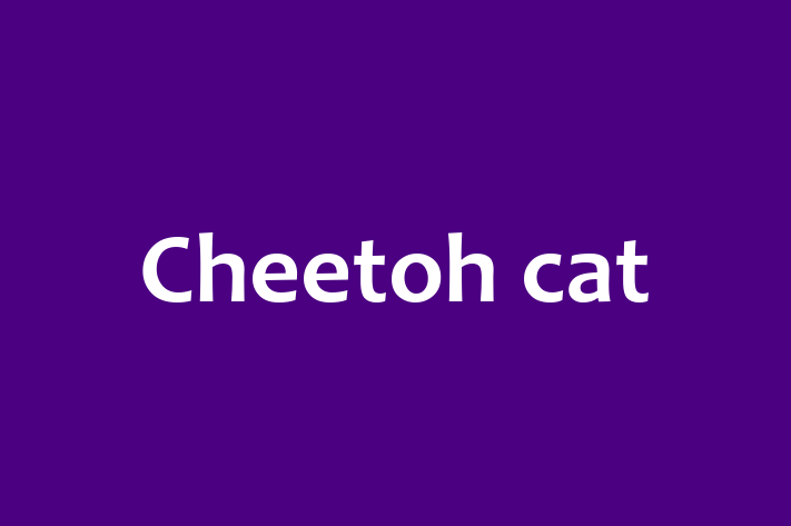 Adopt a Beautiful Cheetoh cat Cat in Bury