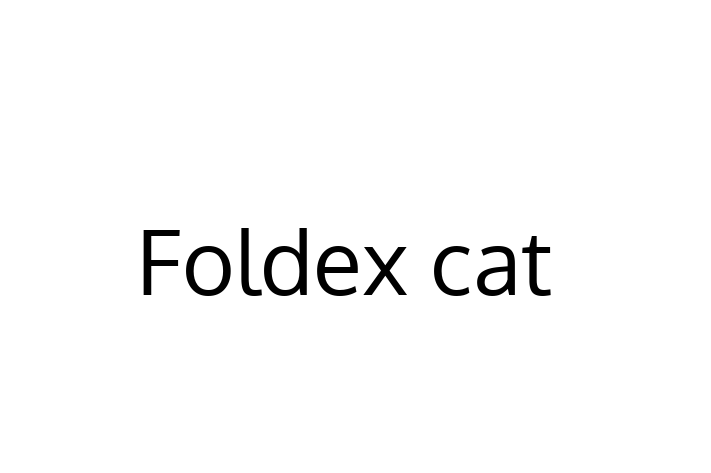 Adopt a Cat Foldex cat Available in Lewes