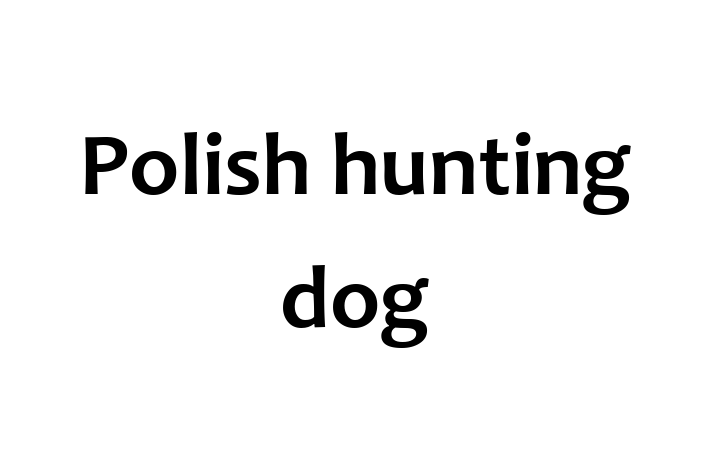 Polish hunting dog Dog Available Now in Leigh on Sea