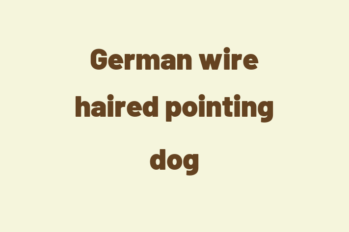 Adopt a German wire haired pointing dog Dog in Ilkeston