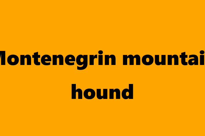 Adopt a Friendly Montenegrin mountain hound Dog in Houghton Green