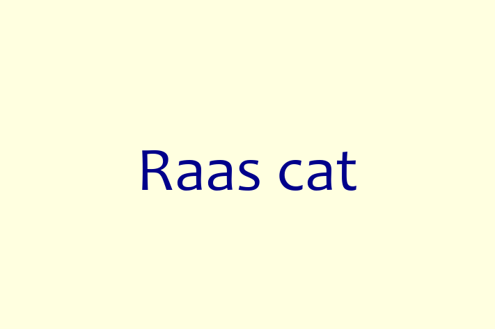 Cat Raas cat for Sale in Newton Aycliffe