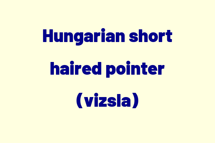 Adopt a Hungarian short haired pointer vizsla Dog in Bradford