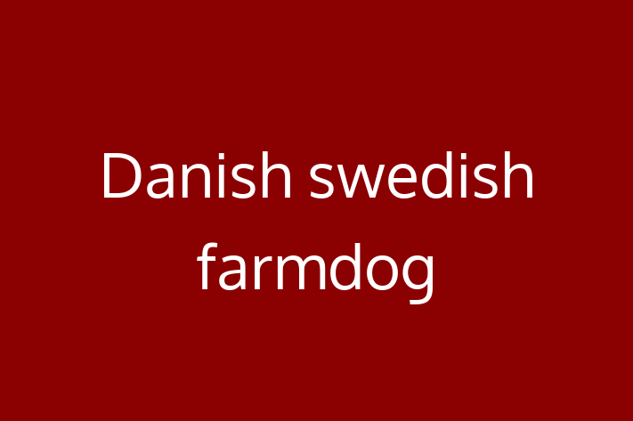 Danish swedish farmdog Dog Available Now in Dunstable