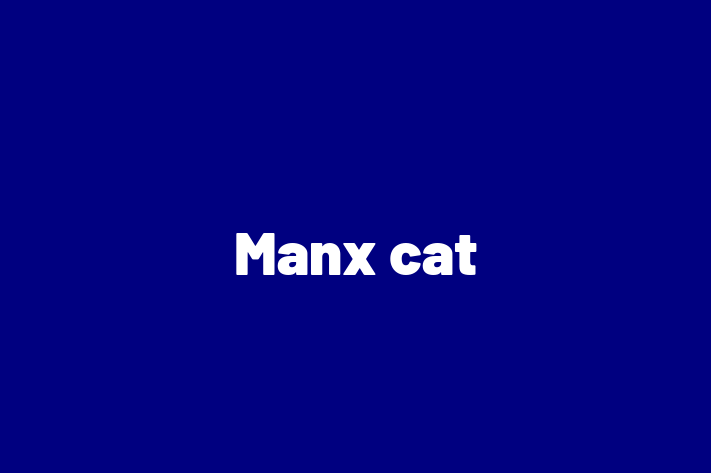 Adopt a Cat Manx cat Available in Paisley