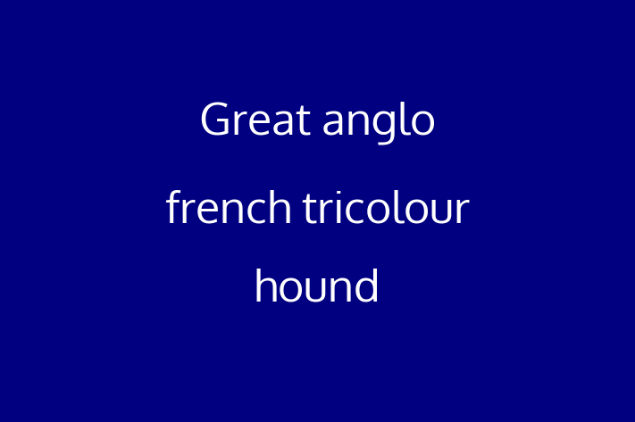 Great anglo french tricolour hound Dog for Sale in Wakefield