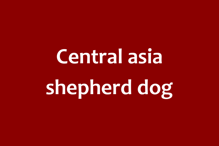 Central asia shepherd dog Dog Available Now in Wigan