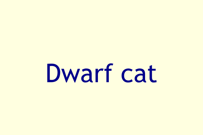 Dwarf cat Cat for Sale in Wakefield