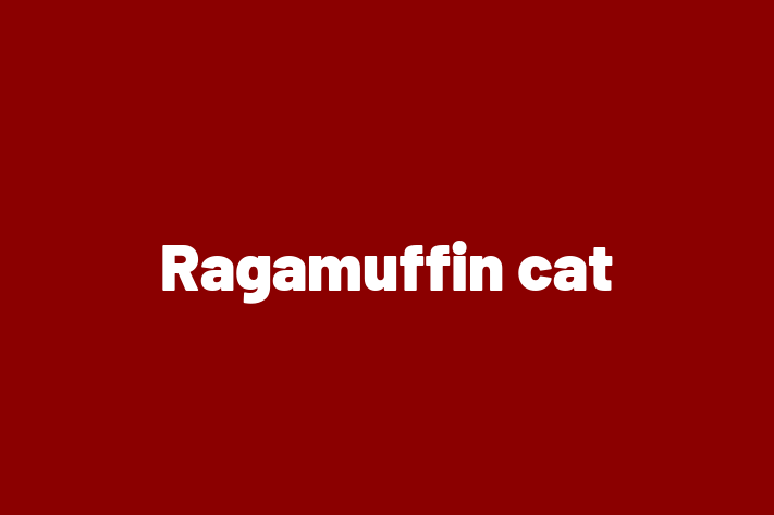 Cat Ragamuffin cat for Sale in Neath