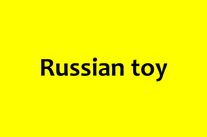 Russian toy Dog Available Now in Wolverhampton