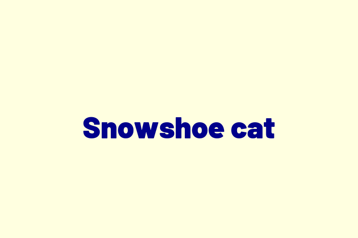 Snowshoe cat Cat in Salisbury