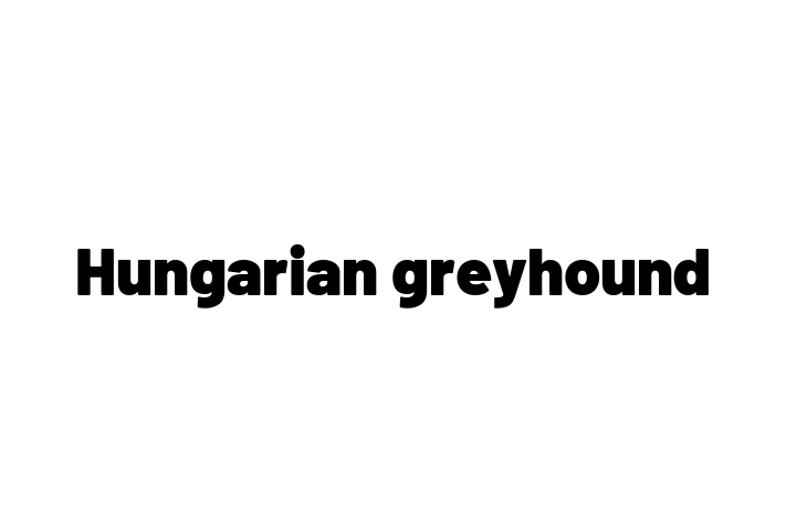 Dog Hungarian greyhound for Sale in Rugby