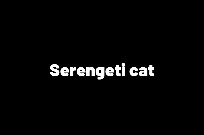 Serengeti cat Cat Available Now in Houghton le Spring