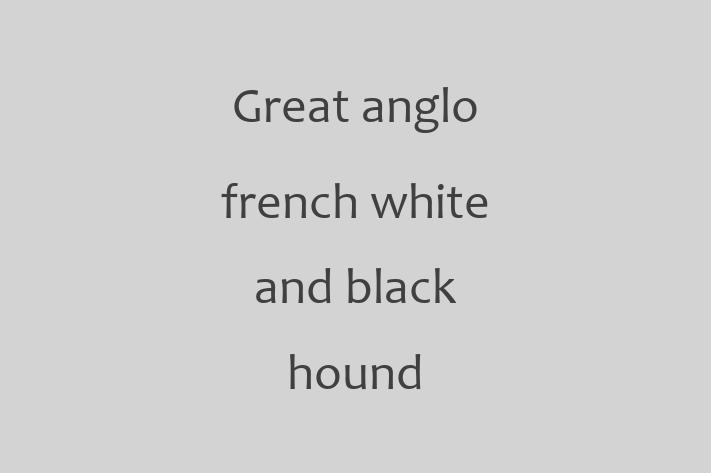 Adopt a Dog Great anglo french white and black hound Available in Blackpool