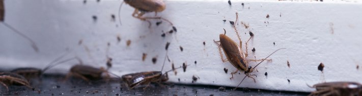 Yorkshire pest control