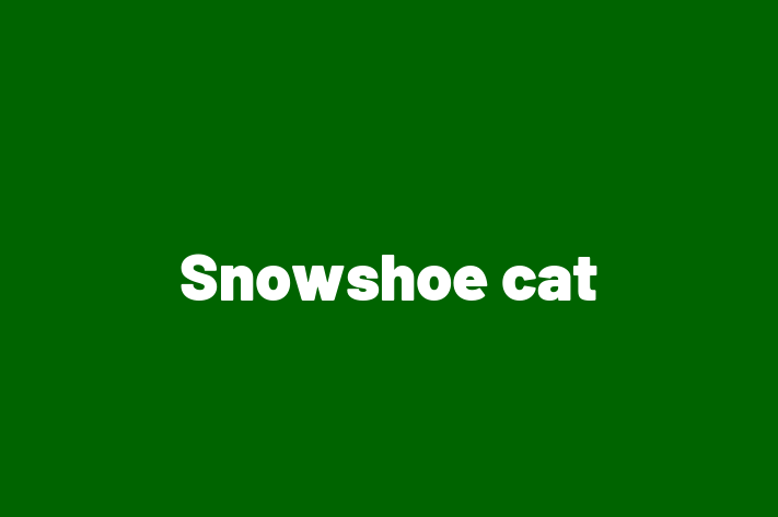 Snowshoe cat for Sale in Ilford