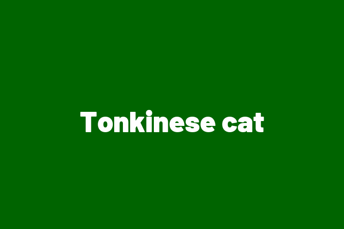 Tonkinese cat Cat for Sale in Nuneaton