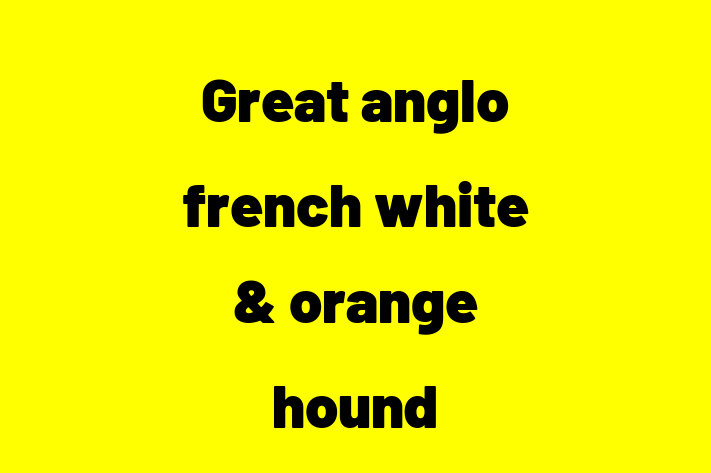 Adopt a Beautiful Great anglo french white orange hound Dog in Corbridge