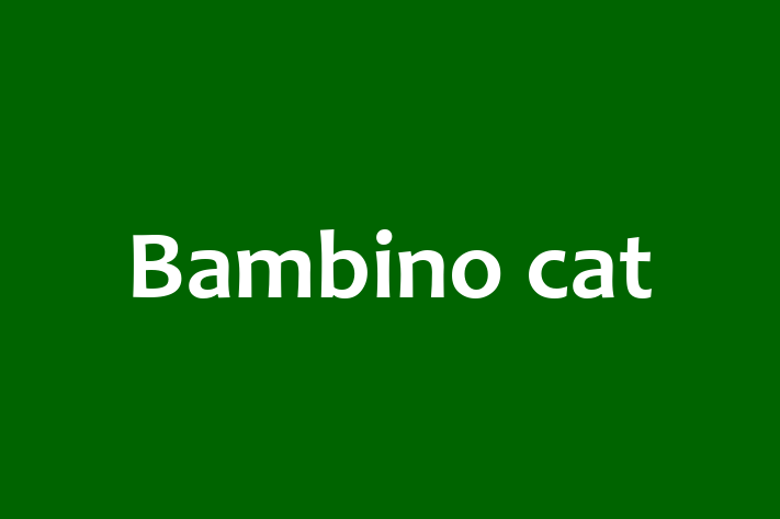 Bambino cat Cat for Sale in Macclesfield