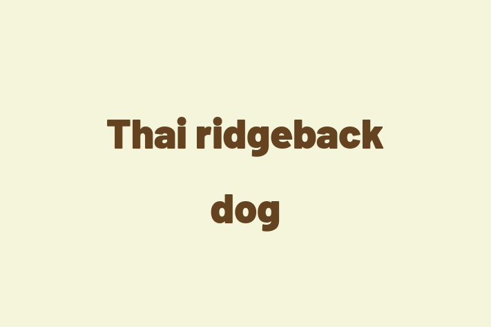 Adopt a Dog Thai ridgeback dog Available in Gosport